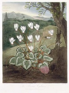Il ciclamino persiano, inciso da Elmes, da 