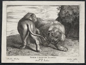 Vari leoni
