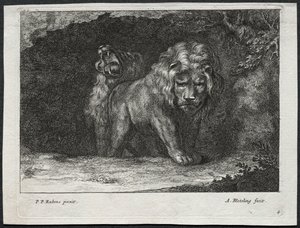 Vari leoni da Abraham Blooteling