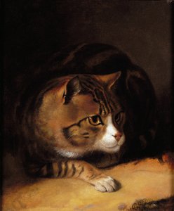Un gatto tigrato