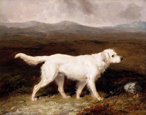 Il setter inglese bianco 
