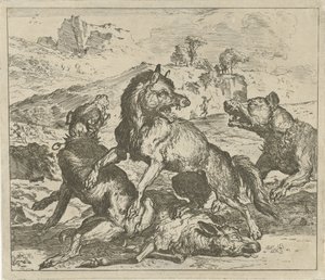 Lupo attaccato da cani
