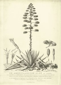 Aloe americana in fiore, 1757
