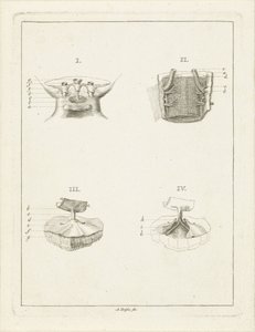 Sezioni di piante da Abraham Delfos