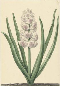 Il giacinto rosa-bianco Stati Generali da Abraham Hendrik van Beesten