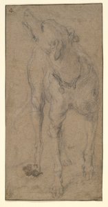 Studio di un cane