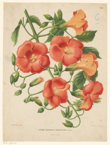 Bignonia da Abraham Jacobus Wendel