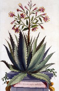 Aloe Serrata major umbellifera, da 