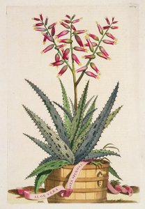 Aloe Vera Costa Spinosa, da 