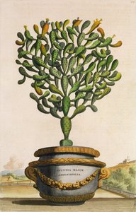Opuntia Maior Augustifolia, da Phytographia Curiosa, pubblicato nel 1702 da Abraham Munting