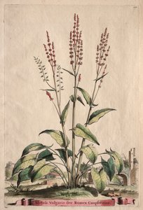 Phytographia Curiosa: Acetosa Vulgaris sive Rumex Canpferinus da Abraham Munting