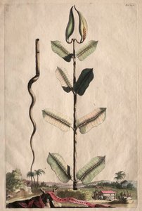 Phytographia Curiosa: Apocynum Virginianum da Abraham Munting
