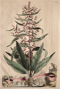 Phytographia Curiosa: Britannica Antiquorum Vera da Abraham Munting