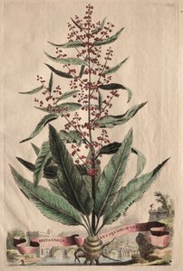 Phytographia Curiosa: Britannica Antiquorum Vera da Abraham Munting