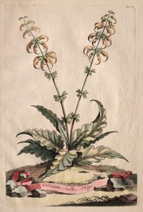 Phytographia Curiosa: Horminum Indicum Majus da Abraham Munting