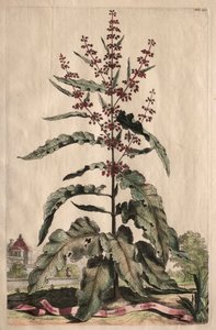 Phytographia Curiosa: Lapathum Longifolium Crispum da Abraham Munting