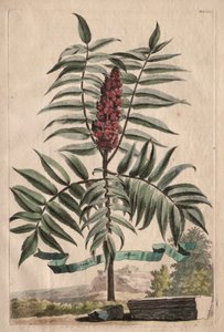 Phytographia Curiosa: Arbusto del sambuco