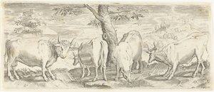 Mucche, un toro e un bue