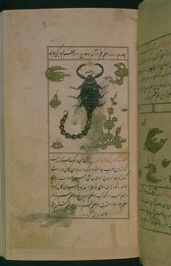 Costellazioni dello Zodiaco: Scorpione, lo Scorpione, da Talim dar marifat i taqvuim, 1498 (903 Hijra) da Abu Jafar al Tabari