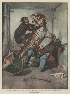Domatore in lotta con una tigre non ancora addomesticata, che viene salvato da una scimmia scimpanzé
