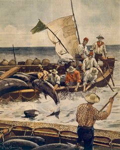 Pesca straordinaria di tonno rosso all