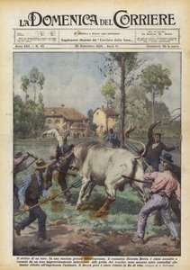 Il delitto di un toro