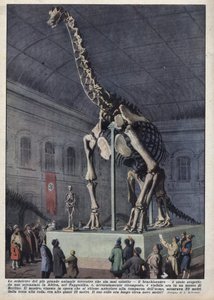 Installazione in un museo di Berlino, Germania, di uno scheletro di brachiosauro scoperto da uno scienziato in Africa. Illustrazione di Achille Beltrame in "La domenica del corriere" del 12/12/1937 da Achille Beltrame