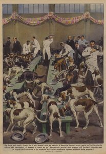 La festa dei cani