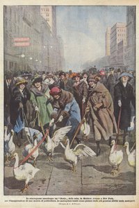 Le stravaganze americane, un Derby delle oche, in Madison Avenue a New York, per l