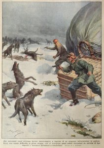 Branchi di lupi attaccano l