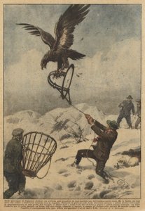 Sulle montagne di Coggiola (Biella), un giovane poté prendere in una tagliola una bellissima aquila reale