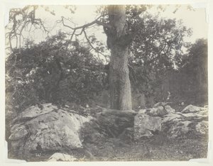 Foresta e rocce, Fontainebleau