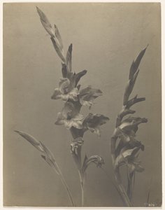[Gladiolo] da Achille Quinet