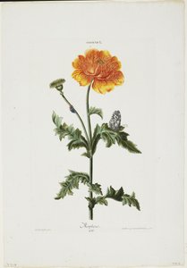 Papauer I. 106. Morfeo, da Hortus Nitidissimis, 1773 da Adam Louis Wirsing