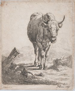 Una mucca vista di fronte, 1805 da Adam von Bartsch