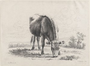 Mucca al pascolo da Adam von Bartsch