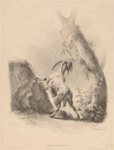 Capra in un Paesaggio