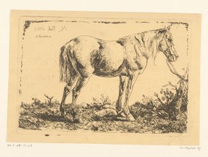 Cavallo legato a un albero da Adam von Bartsch