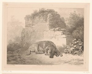Cane che dorme davanti a un muro da Adam von Bartsch