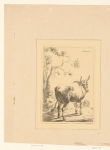 Toro visto da dietro da Adam von Bartsch