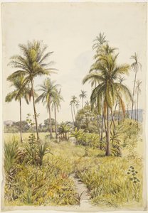Palme, Colima
