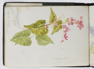 Taccuino di acquerelli, disegni e appunti, Messico, 1896-1898 da Adela Breton