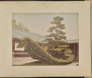 Albero di pino, Kinkakuji da Adolfo Farsari