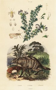 Protelo, pisello arabo e pidocchio