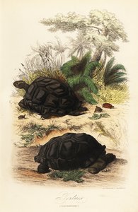 Tartaruga gigante di Aldabra, Aldabrachelys gigantea, vulnerabile da Adolph (after) Fries