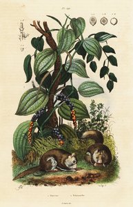 Pepe nero e scoiattolo volante meridionale