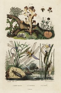 Libellula, libellula e licheni, 1834-1839 (incisione)