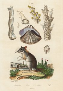 Toporagno elefante, vongola e coralli, 1834-1839 (incisione) da Adolph (after) Fries