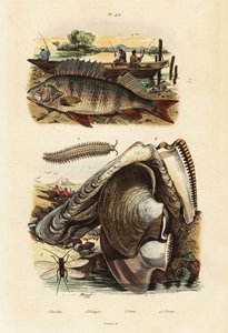 Persico, ostrica perlifera, verme di velluto e crisopa, 1834-1839 (incisione) da Adolph (after) Fries