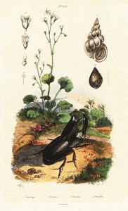 Coleottero rinoceronte, lumaca e sassifraga